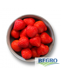 Begro Erdbeeren